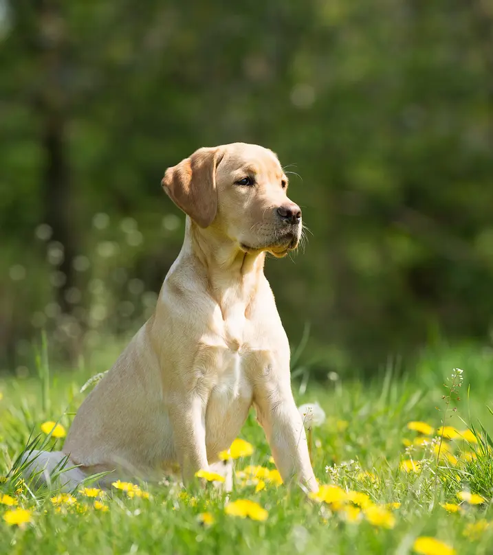 Labrador puppy sitting in a grassy field of buttercups