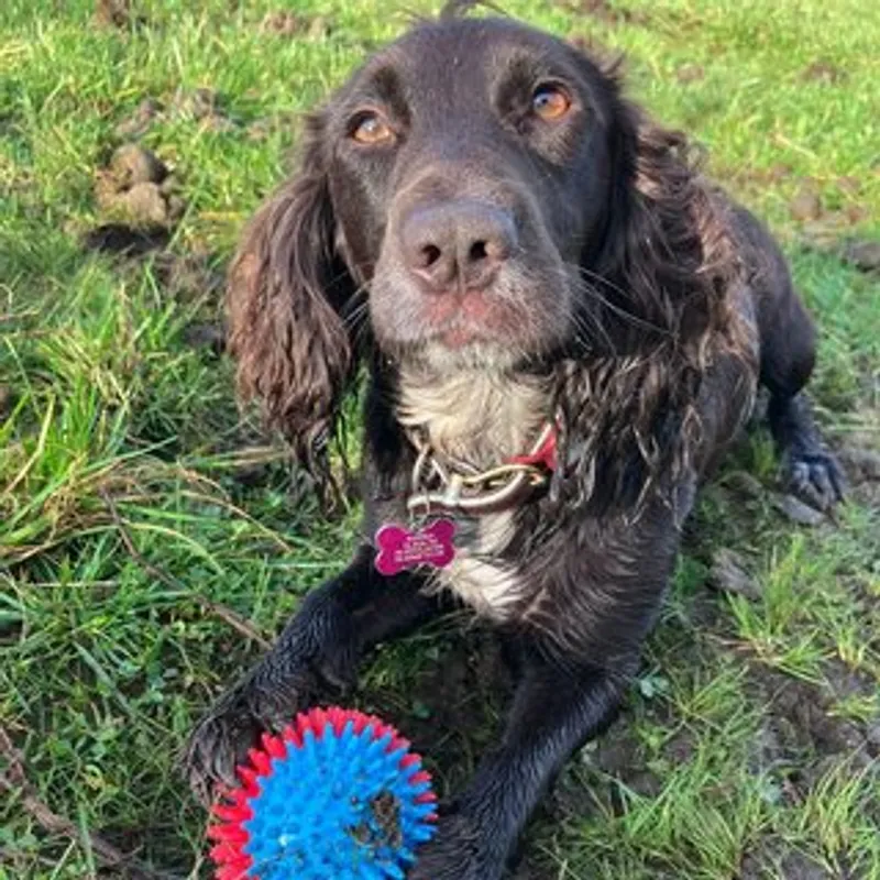 Meg