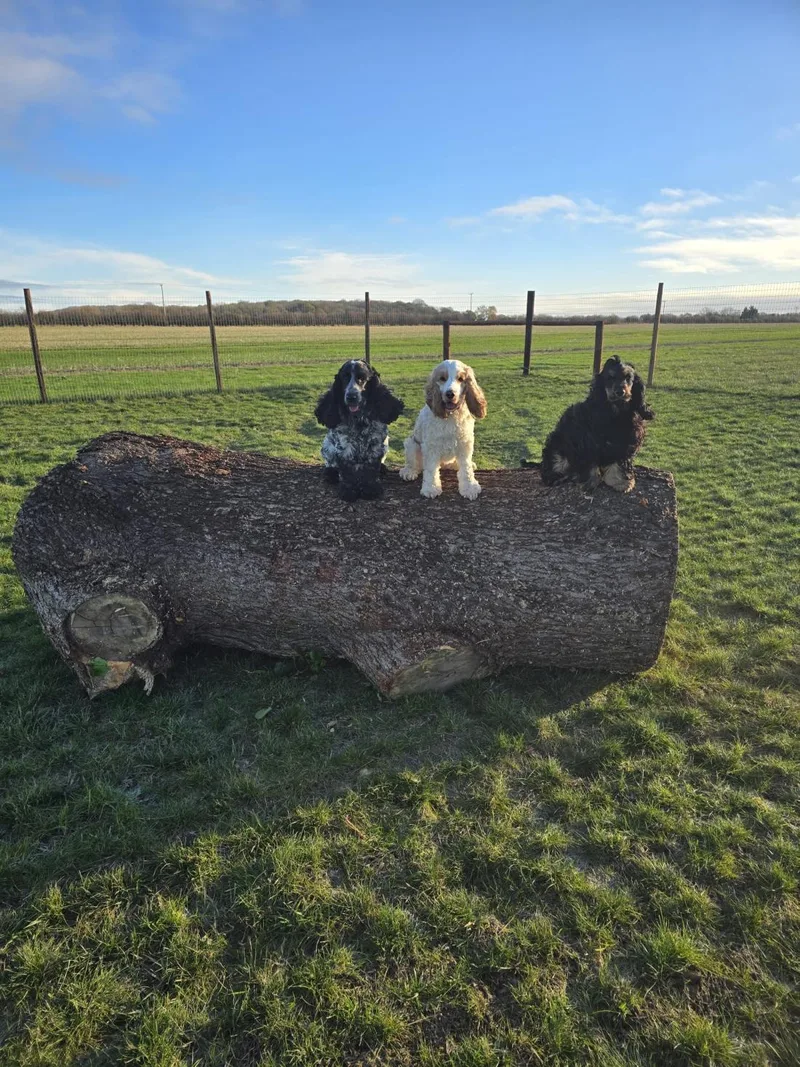 Three spaniels sat on a log at The Paw Ground